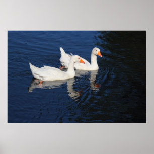 Two Emden Geese Poster