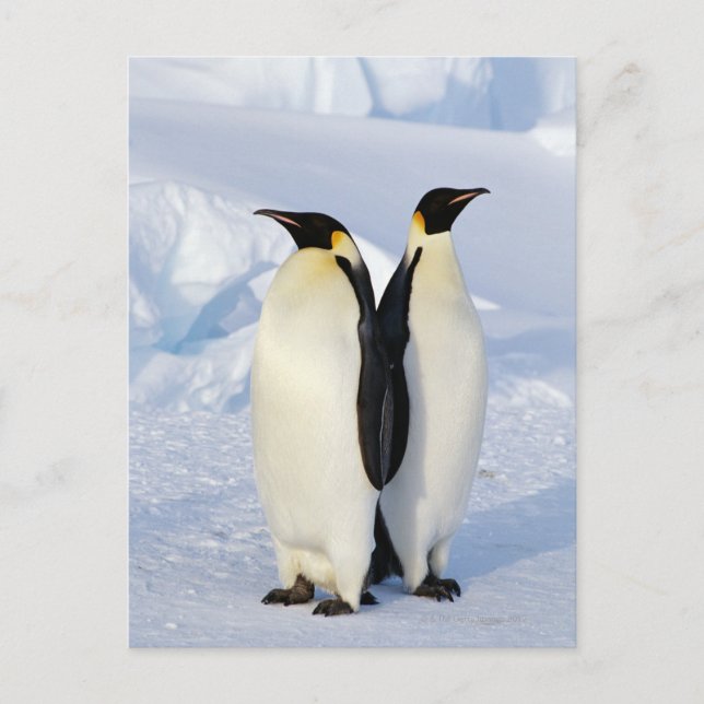 Two Emperor Penguins in Antarctica Postcard (Front)
