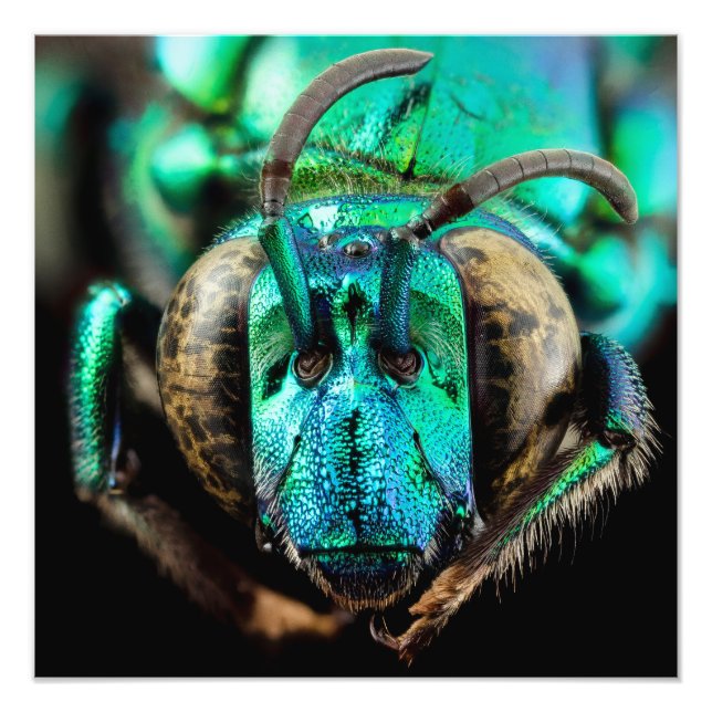 Two-Faced Bee Close-Up Poster (Front)
