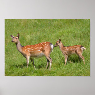 Two fallow deer in grass poster