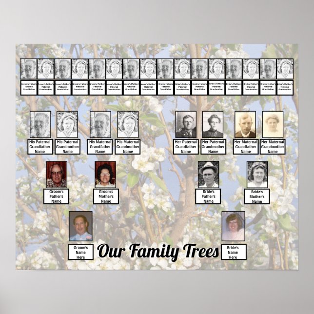 Two Family Trees on White Blossoms Photo     Poster (Front)