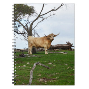 Two Fawn Highland Cows in Peaceful Country Lands, Notebook
