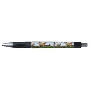 Two Fawn Highland Cows in Peaceful Country Lands, Pen