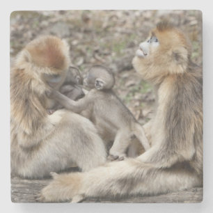 Two female Golden Monkeys with newborns Stone Coaster