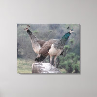 Two Female Peafowls Posing Gracefully Photography