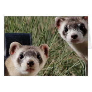 Two Ferrets