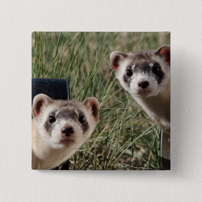 Two Ferrets 2 Inch Square Button (Front)