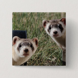 Two Ferrets 2 Inch Square Button