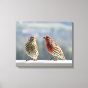 Two Finches Flirting. Canvas Print
