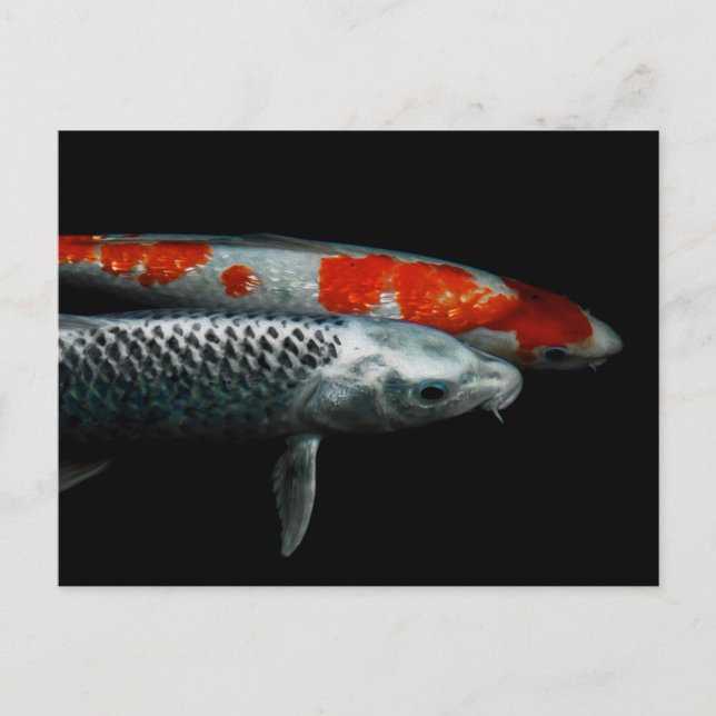 Two Fish  Postcard (Front)