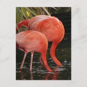 Two flamingoes with heads in the water postcard