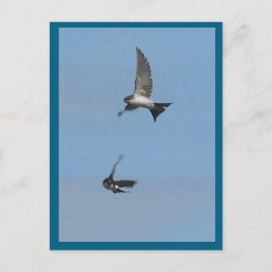 Two Flying House Martins DIY Postcard