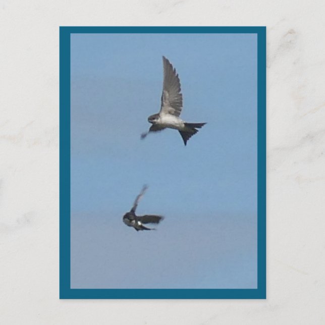 Two Flying House Martins DIY Postcard (Front)