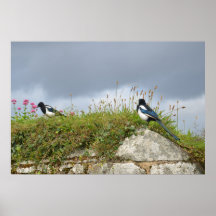 Two For Joy - Magpies On A Wall