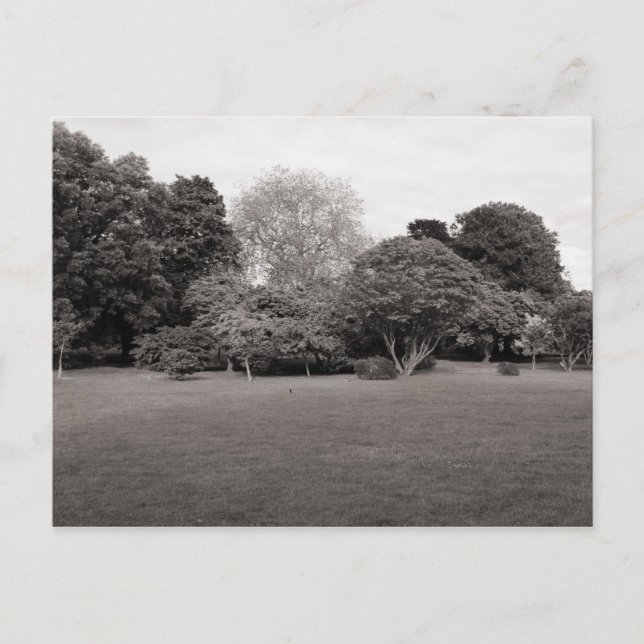 Two for Joy (Warm Toned Black and White) Postcard (Front)