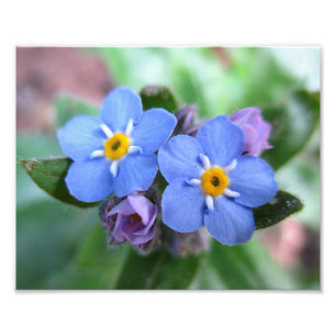 Two Forget-Me-Nots 10x8 Photo Print