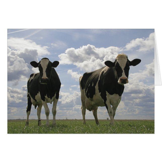 Two Friesian cows (Front Horizontal)