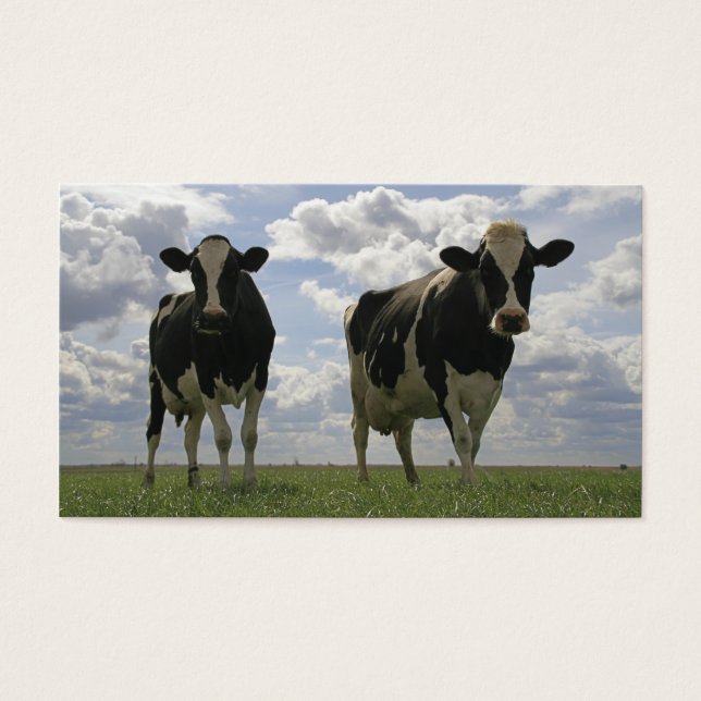 Two Friesian cows bookmark (Front)