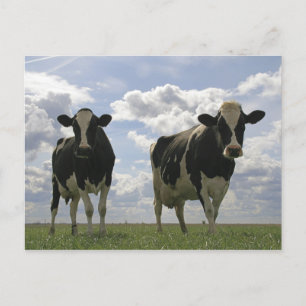 Two Friesian cows Postcard