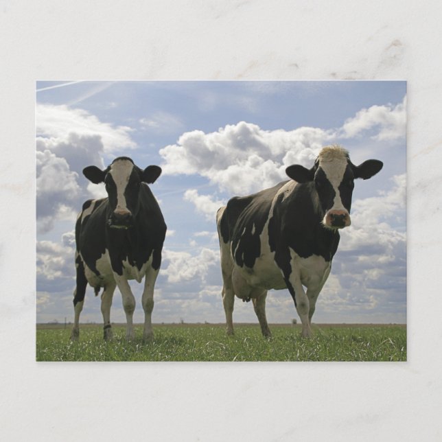 Two Friesian cows Postcard (Front)