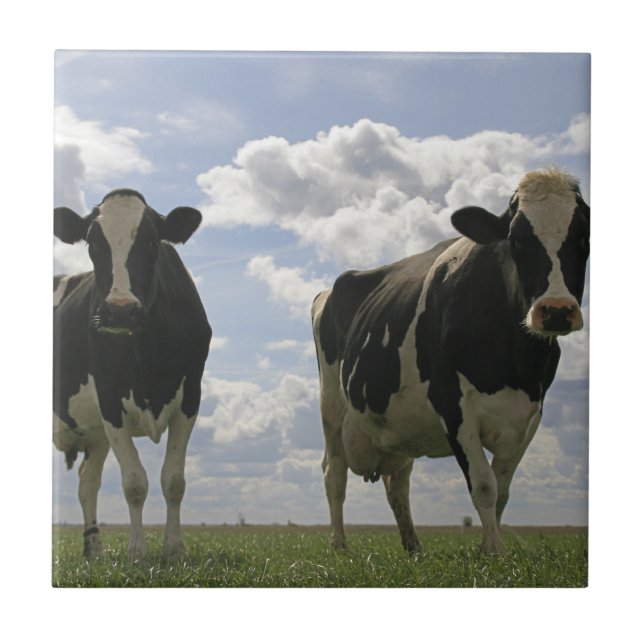 Two Friesian cows Tile (Front)