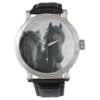Two Friesian stallions. Watch