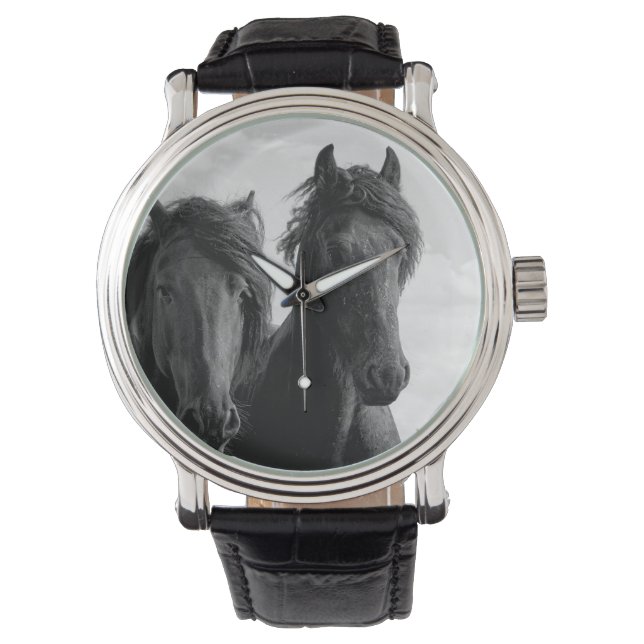 Two Friesian stallions. Watch (Front)