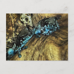 Two frogs hanging out postcard