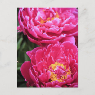 Two Fuchsia Peony Blooms Painting Postcard