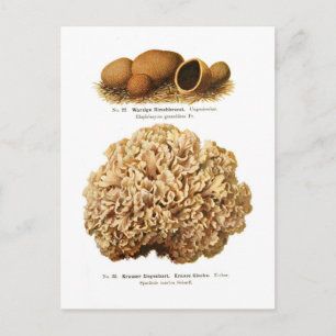 Two fungi postcard