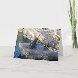 Two fur seals holiday card