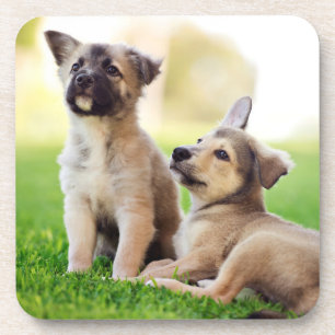 Two German Shepherd Puppies Coaster