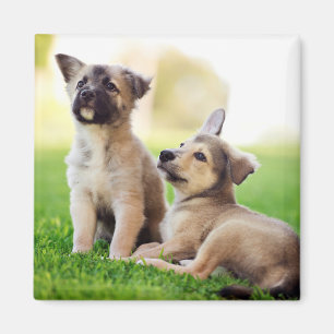 Two German Shepherd Puppies Magnet