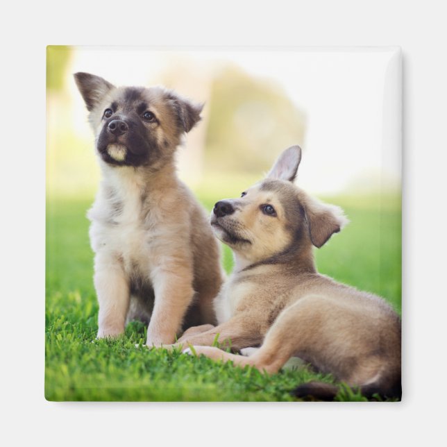 Two German Shepherd Puppies Magnet (Front)