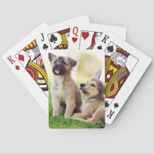 Two German Shepherd Puppies Playing Cards