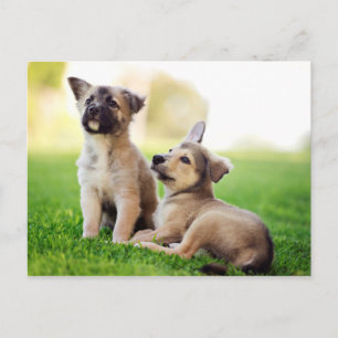 Two German Shepherd Puppies Postcard