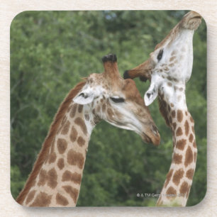 Two Giraffe (Giraffa camelopardalis) necking, Coaster