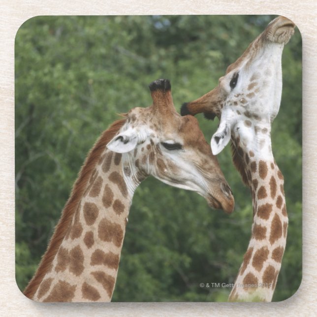 Two Giraffe (Giraffa camelopardalis) necking, Coaster (Front)