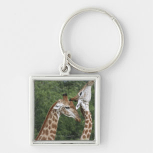 Two Giraffe (Giraffa camelopardalis) necking, Keychain