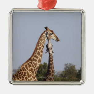 Two Giraffe, Kruger National Park, South Africa Metal Ornament