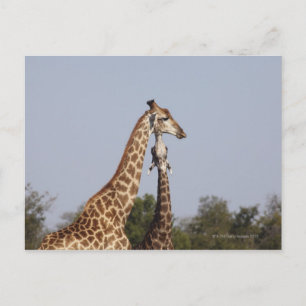Two Giraffe, Kruger National Park, South Africa Postcard