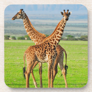 Two Giraffes Coaster