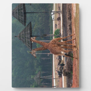 Two giraffes comforting each other in a zoo plaque