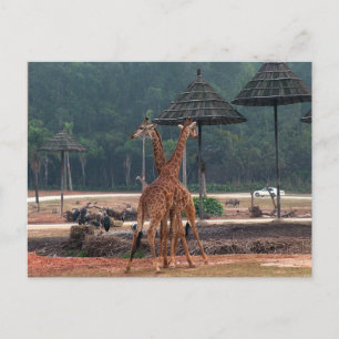 Two giraffes comforting each other in a zoo postcard