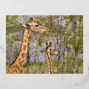 Two giraffes eating grass foil holiday postcard