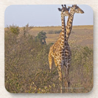 Two Giraffes (Giraffa camelopardalis), Masai