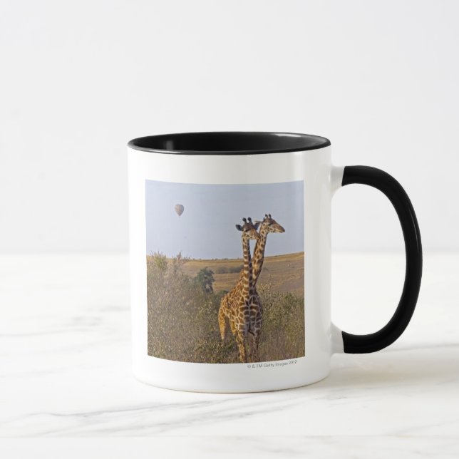 Two Giraffes (Giraffa camelopardalis), Masai Mug (Right)