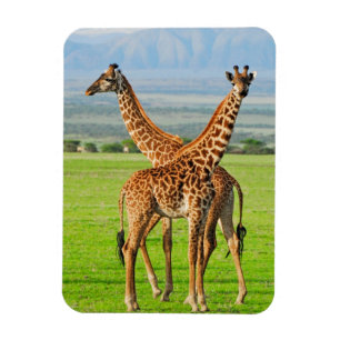 Two Giraffes Magnet