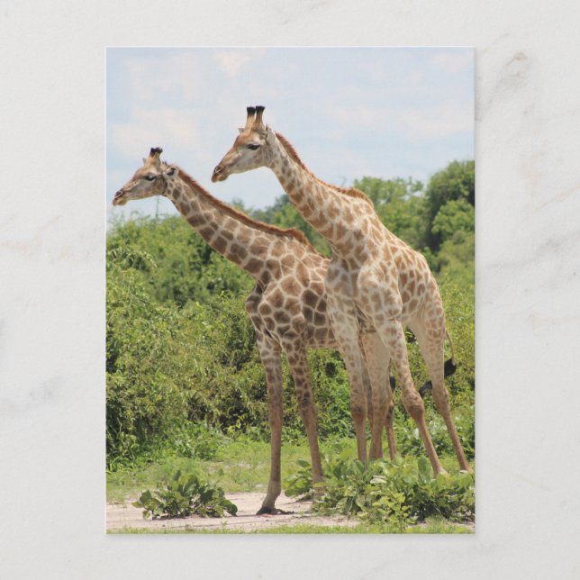 Two Giraffes Postcard (Front)