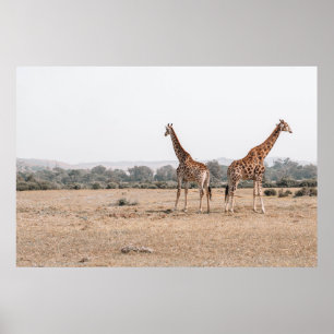 TWO GIRAFFES POSTER